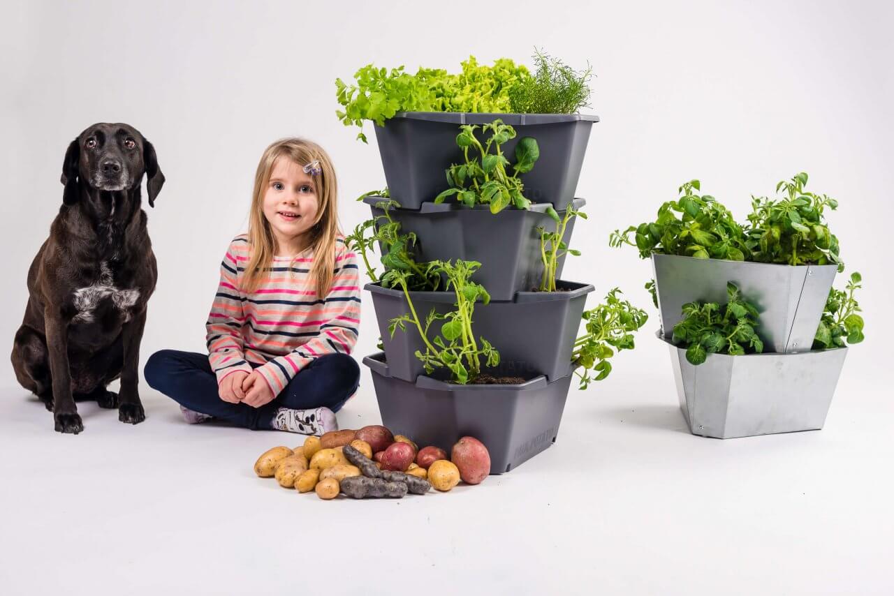 Gusta Garden Paul Potato